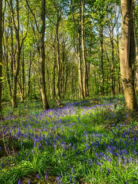 Bir İngiliz ormanında bir bahar sabahı ve bir yol BlueBell halısının yanından geçiyor. 