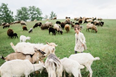 Küçük kız çiftlikte keçileri besliyor..
