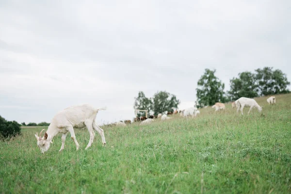 Sheeps and goats on the hill, farmland. — Stock Photo, Image