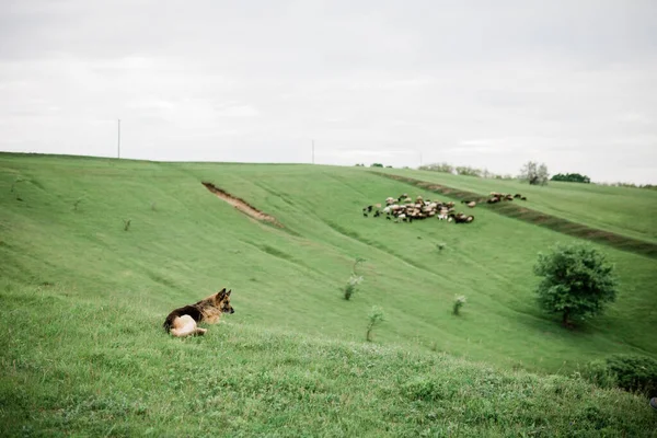 Moutons et chèvres sur la colline, terres agricoles. — Photo