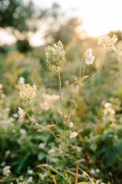 Kraliçe Annes Lace tarlada çiçek açıyor.