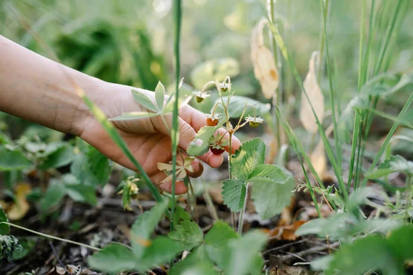 Summer vibes. Unrecognizable girl hand picking strawberries in the forest. The feeling of summer