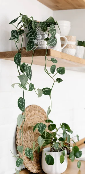 Kitchen shelves with plants, various white ceramic and glass jars. Open shelves in the kitchen. Kitchen interior ideas. Eco friendly kitchen, zero waste home concept