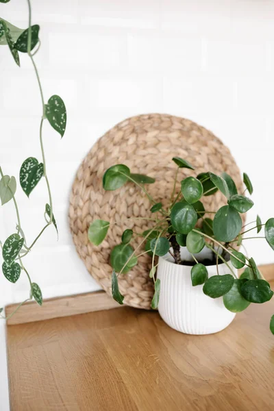 Pilea Houseplant Wooden Countertop Kitchen Details Kitchen Interior Ideas Eco — 스톡 사진