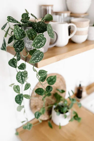 Kitchen Shelves Plants Various White Ceramic Glass Jars Open Shelves — Photo