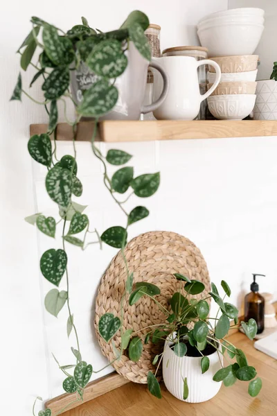 Kitchen shelves with plants, various white ceramic and glass jars. Open shelves in the kitchen. Kitchen interior ideas. Eco friendly kitchen, zero waste home concept