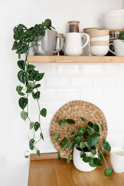 Kitchen shelves with plants, various white ceramic and glass jars. Open shelves in the kitchen. Kitchen interior ideas. Eco friendly kitchen, zero waste home concept