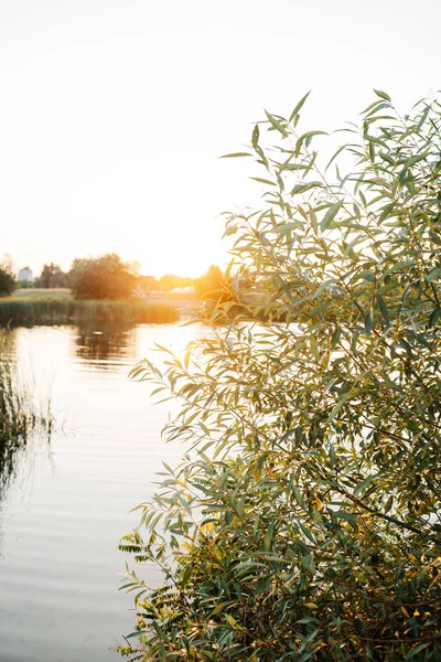 Focus of green bush leaves in sunsen light, lake on background, summertime. Summer vibes. The feeling of summer.
