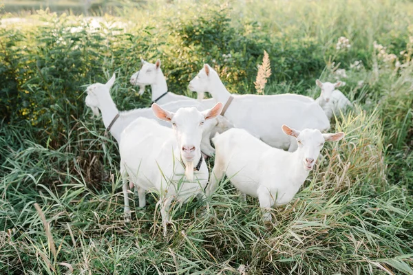 Goats in nature. white goats in a meadow of a goat farm. Goat on Pasture in Nature. Life in the countryside