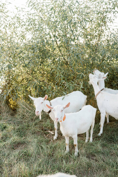 Goats in nature. white goats in a meadow of a goat farm. Goat on Pasture in Nature. Life in the countryside