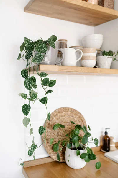 Kitchen Shelves Plants Various White Ceramic Glass Jars Open Shelves — Photo