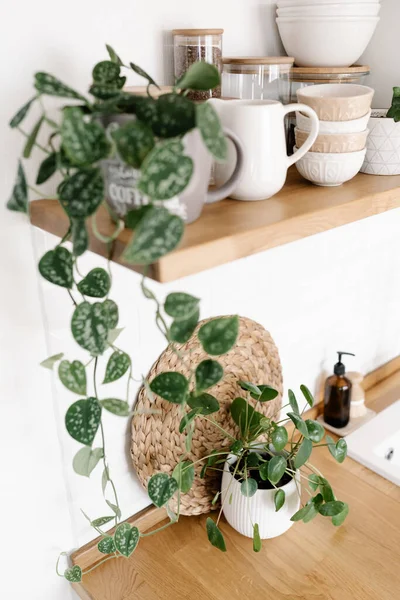 Kitchen shelves with plants, various white ceramic and glass jars. Open shelves in the kitchen. Kitchen interior ideas. Eco friendly kitchen, zero waste home concept