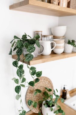 Bitkilerle dolu mutfak rafları, çeşitli beyaz seramik ve cam kavanozlar. Mutfakta rafları açın. Mutfak dahili fikirleri. Çevre dostu mutfak, sıfır atık ev konsepti