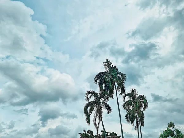 Low Angle View Coconut Trees Cloudy Sky — Stock Photo, Image