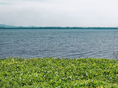 Bitkilerin, gölün ve dağın sakin manzarası.