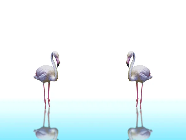 Flamingos Standing Shallow Water Reflection Effect Isolated White — Stockfoto