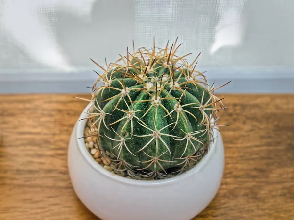 Small Cactus Gravel Stones White Pot — Stock Photo, Image