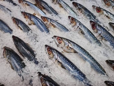 Buz Yığını İçinde Taze Saba Uskumrusu Balığı