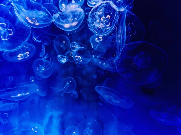 Grupo Medusas Brillantes Bajo Agua Sobre Fondo Azul —  Fotos de Stock
