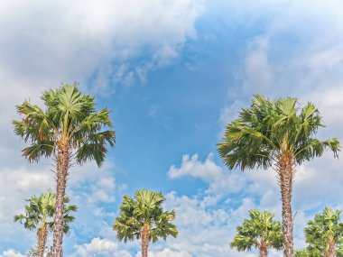 Rüzgârlı Hava Bulutlu Gökyüzüne Karşı Palmiye Ağaçları