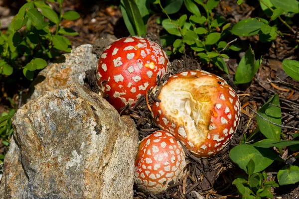 Magic Mushrooms — Stock Photo, Image