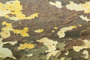 ahşap ağaç kabuğu doku deseninin