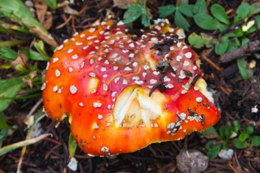 kırmızı noktalar ile mantar