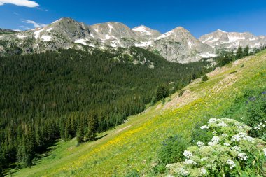 dağ çiçekler manzara