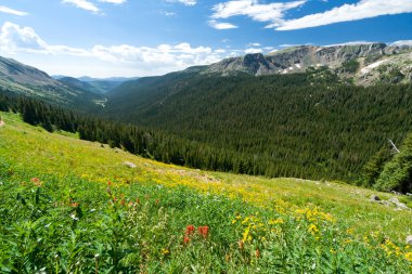 Mountain Wildflower Landscape
