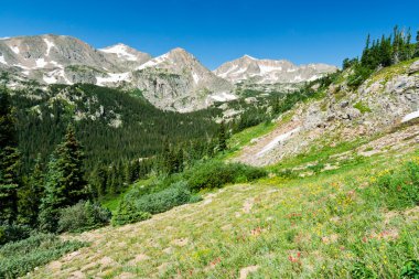 Colorado dağ kır çiçeği peyzaj