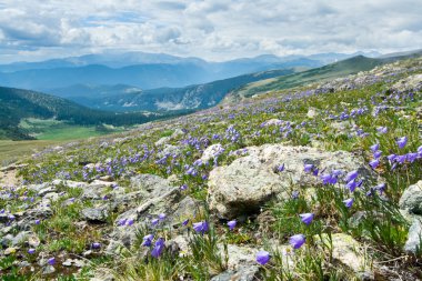 Yaz aylarında Colorado kır çiçekleri dağ manzarası