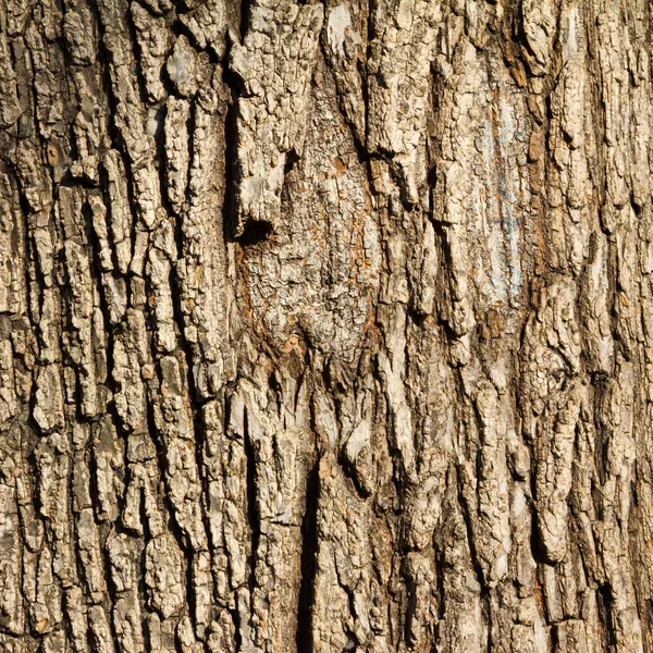 Albero corteccia sfondo texture — Foto Stock