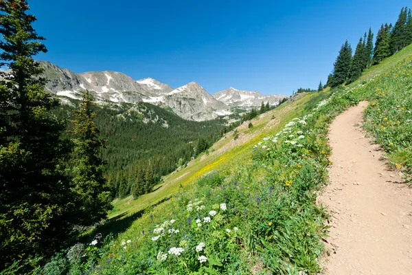 Leden klättrar genom mountain vildblommor — Stockfoto