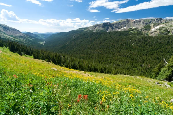 Mountain Wildflower Landscape