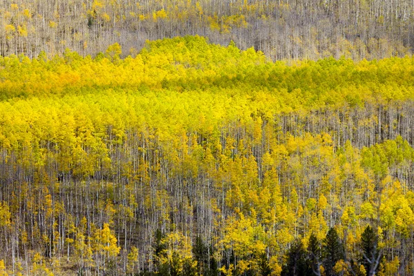 Falla aspen träd bakgrundsstruktur — Stockfoto