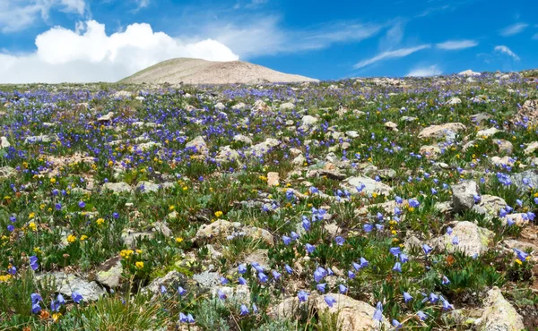 Summer Wildflowers in the Colorado Mountains — Stock Photo, Image