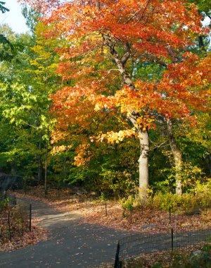 new York'taki central Park'ta renkli sonbahar ağacı