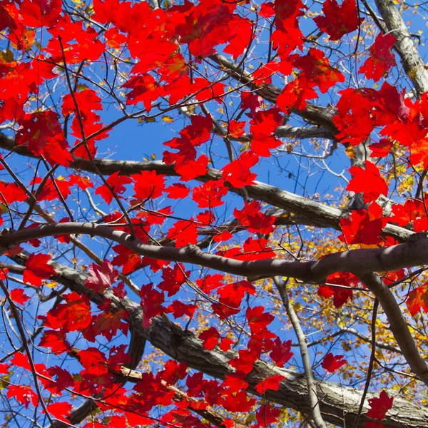 Red Fall Leaves și Blue Sky Background — Fotografie, imagine de stoc
