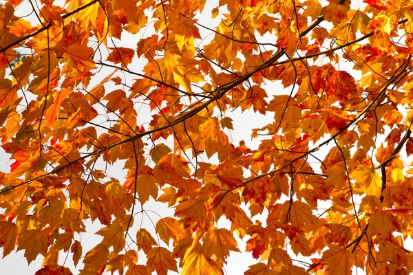 Kleurrijke herfstbladeren achtergrondstructuur — Stockfoto