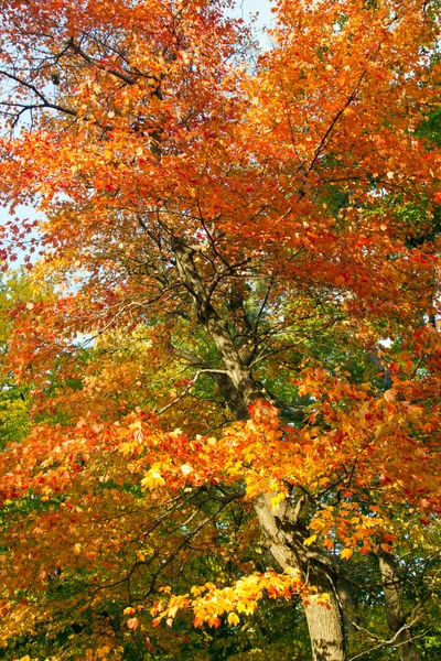 Luminose foglie colorate dell'albero autunnale - Central Park NYC — Foto Stock