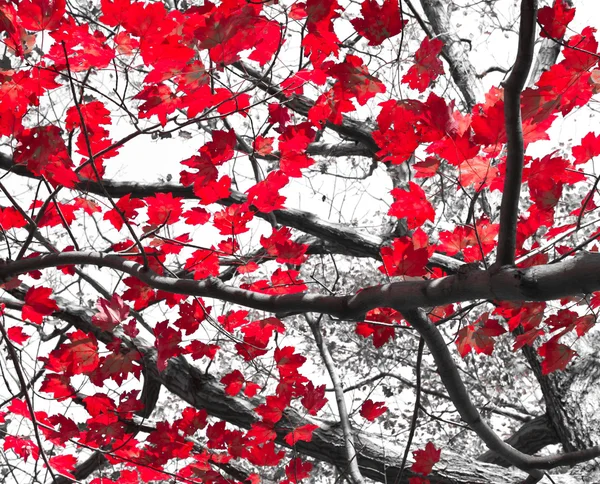 Feuilles d'automne rouges sur noir et blanc — Photo