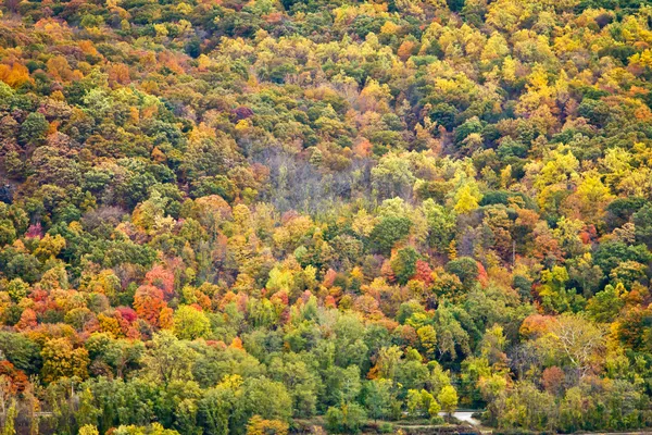 Textura colorida del fondo del bosque de otoño — Foto de Stock