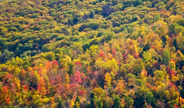 Színes őszi erdei fák háttér textúra — Stock Fotó