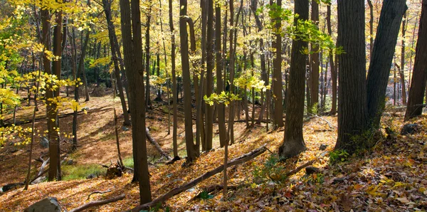 Solljus lyser trhough gyllene höst skog — Stockfoto