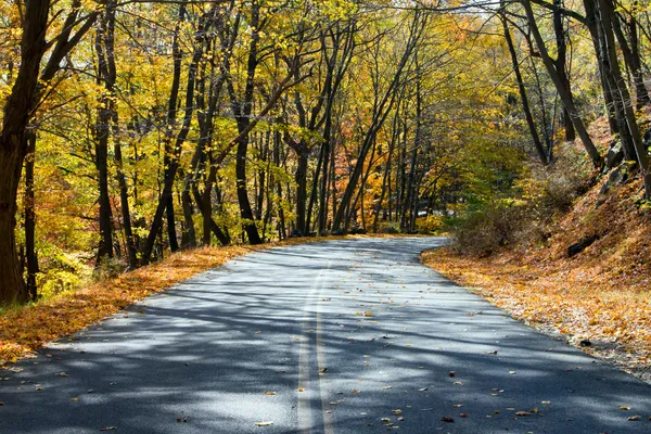 Estrada Vazia Através da Floresta da Queda — Fotografia de Stock