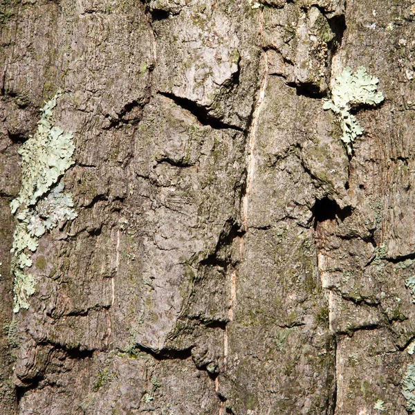 Textura de fundo de casca de árvore de madeira — Fotografia de Stock