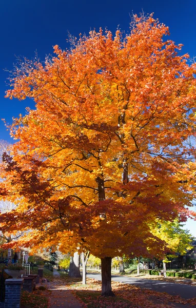 Magas színes őszi fa mentén város utca — Stock Fotó