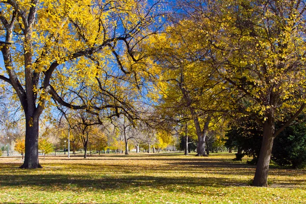 Alberi caduti nel parco della città — Foto Stock