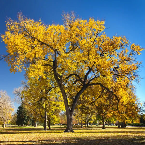 Grote kleurrijke val boom in stadspark — Stockfoto