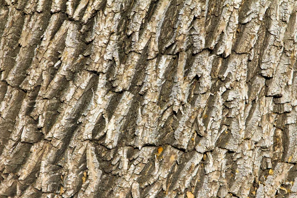 나무 껍질 나무 배경 텍스처 — 스톡 사진